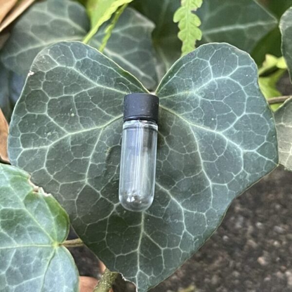 Glass Genitalia Vials