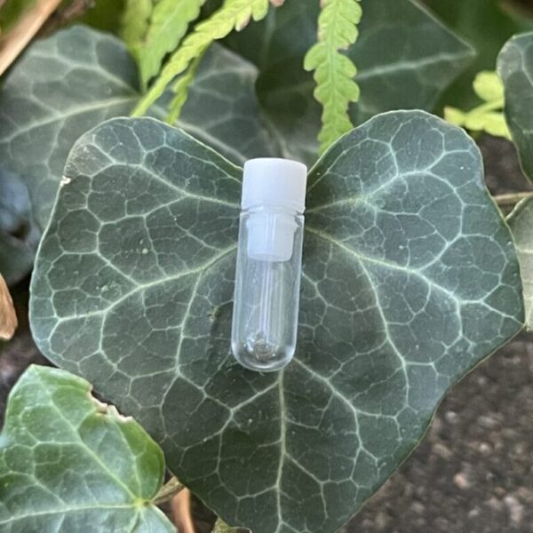 Glass Genitalia Vials