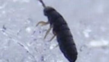 Snow_Flea_close_up_crop