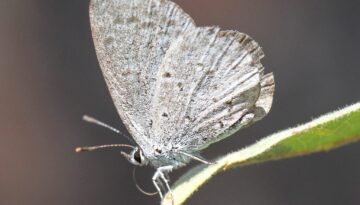 SPRING_AZURE_(Celastrina_ladon)_(8-30-12)_5800ft,_near_seneca,_gila_co,_az_-02_(7916146742)