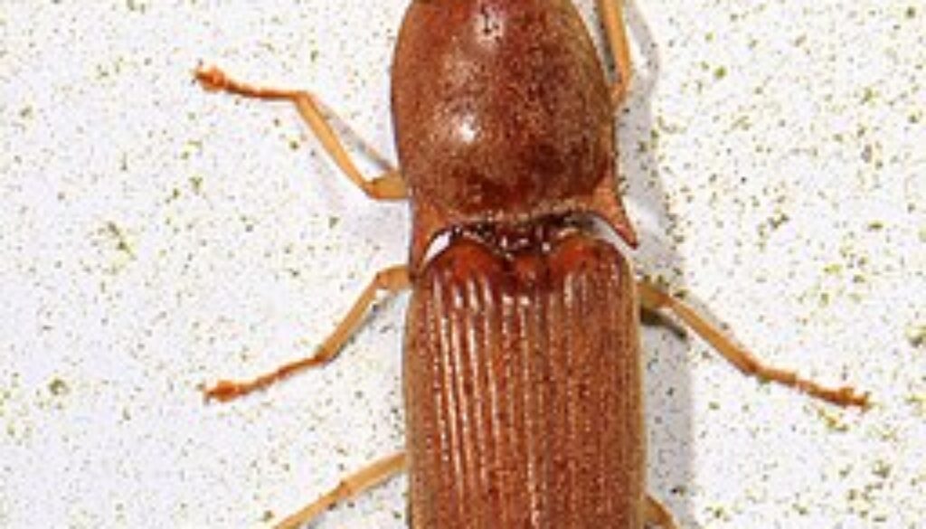 Click_Beetle_-_Conoderus_lividus,_Woodbridge,_Virginia