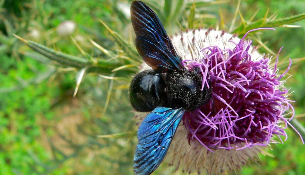 Violet Carpenter Bee Xylocopa violacea