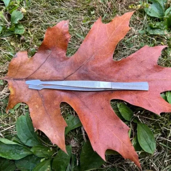Spade Tip Forcep Bird's Eye View