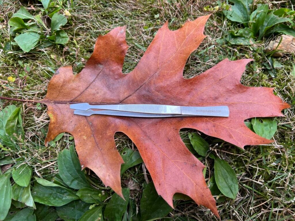 Spade Tip Forcep