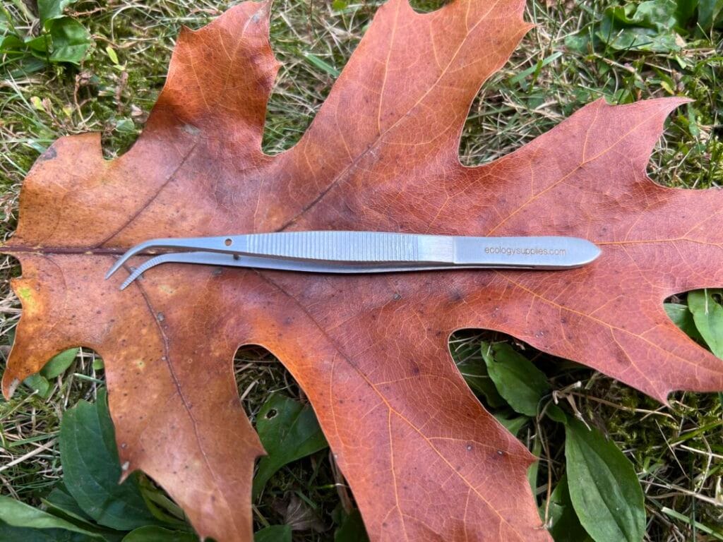 Curved Tip Forcep