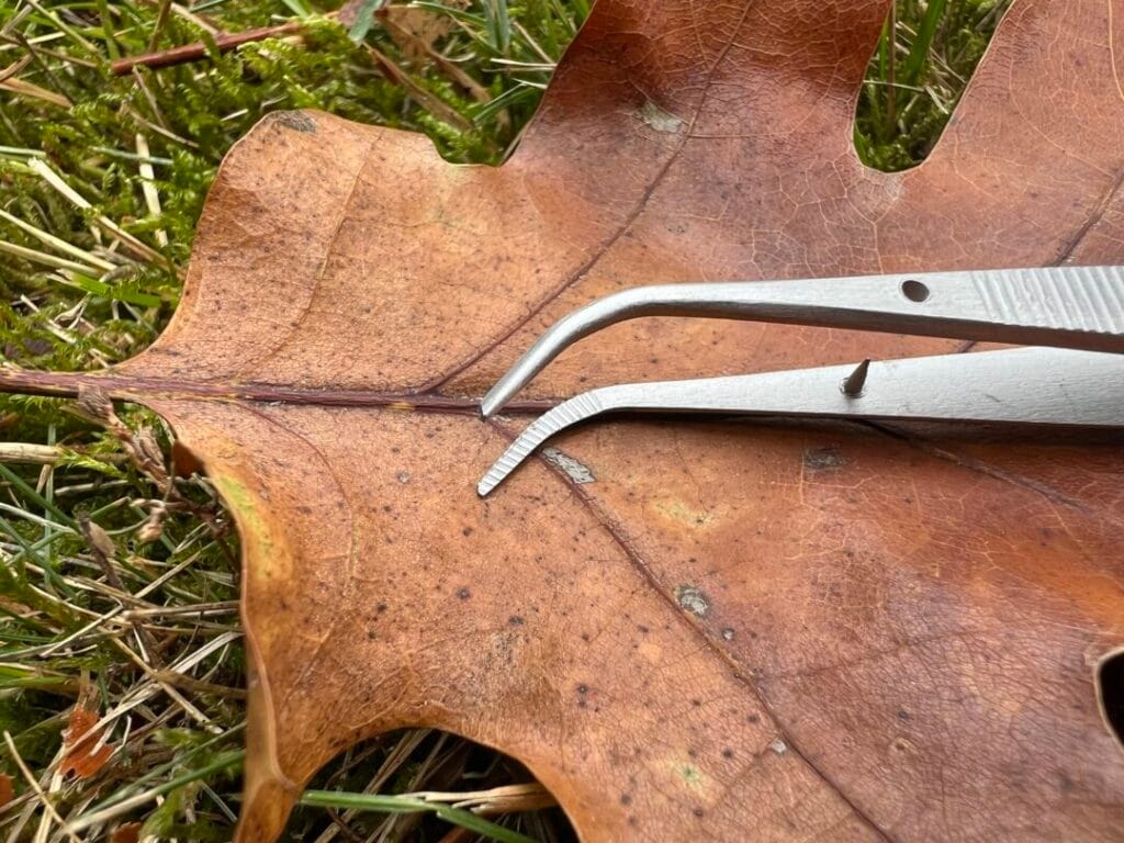 Curved Tip Forcep