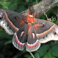 JAN_2025_Cecropia_Moth_(Hyalophora_cecropia)