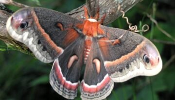 JAN_2025_Cecropia_Moth_(Hyalophora_cecropia)