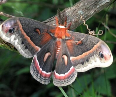 JAN_2025_Cecropia_Moth_(Hyalophora_cecropia)