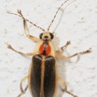 366_-_Firefly_-_Photuris_species,_Woodbridge,_Virginia