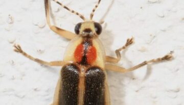 366_-_Firefly_-_Photuris_species,_Woodbridge,_Virginia