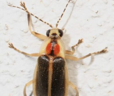 366_-_Firefly_-_Photuris_species,_Woodbridge,_Virginia