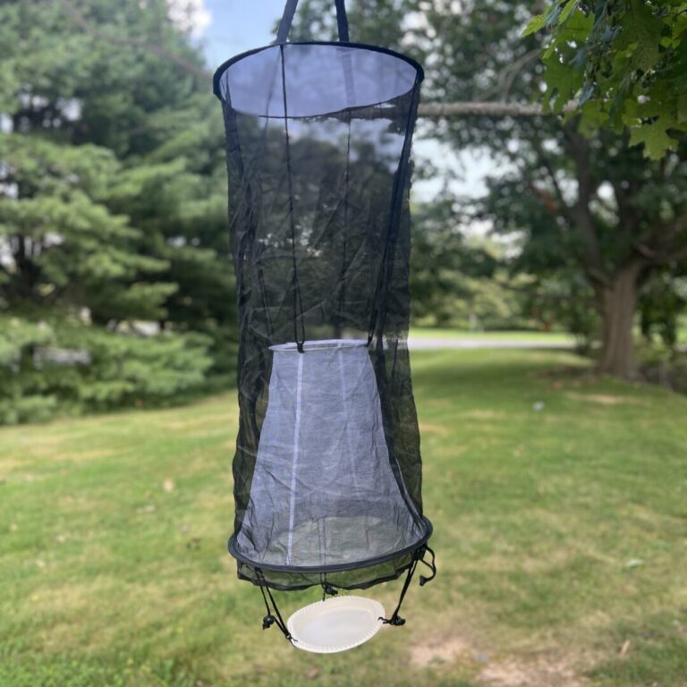 Butterfly Trap - Image 6