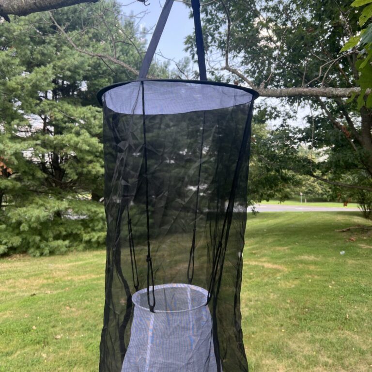 Butterfly Trap - Image 9