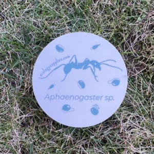 The Dispersers Stickers - 3 inch Circles - Ant 1