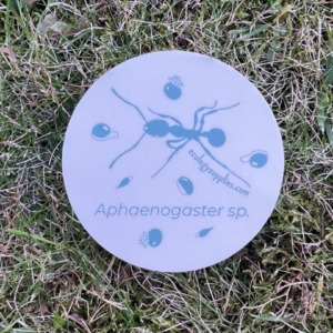 The Dispersers Stickers - 3 inch Circles - Ant 2