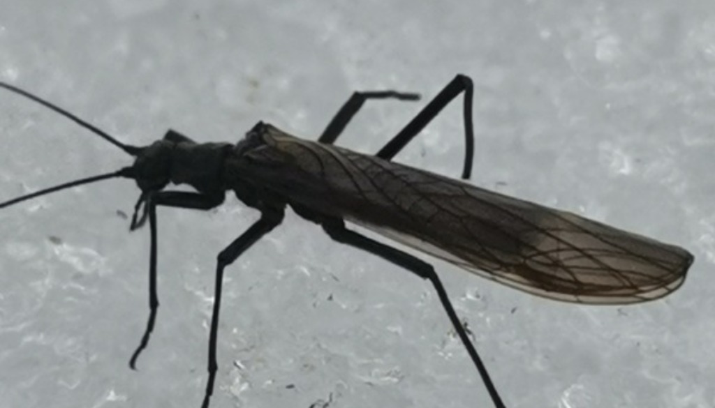 winterstoneflyjpeg
