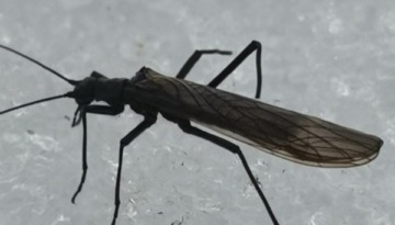 winterstoneflyjpeg winterstoneflyjpeg