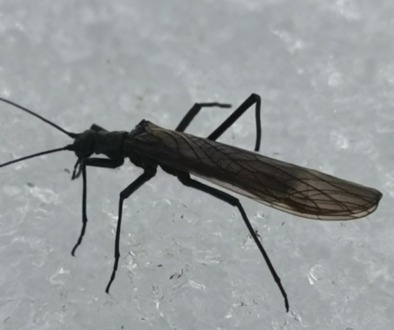 winterstoneflyjpeg