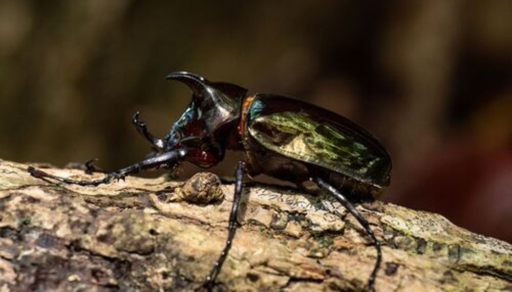 medium_atlas Beetle