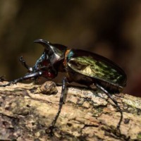 medium_atlas Beetle