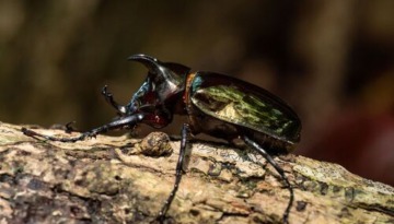 medium_atlas Beetle