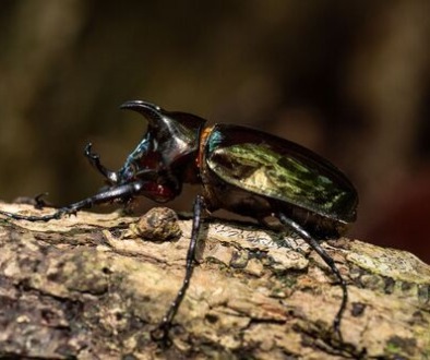 medium_atlas Beetle